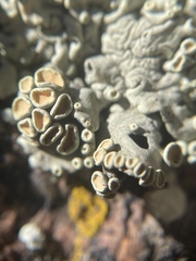 Rhizoplaca subdiscrepans