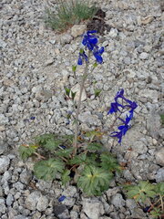 Delphinium glareosum