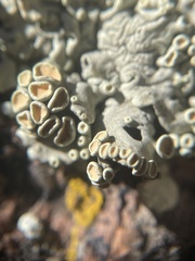 Rhizoplaca subdiscrepans