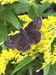 Erynnis baptisiae