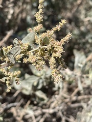 Atriplex lentiformis