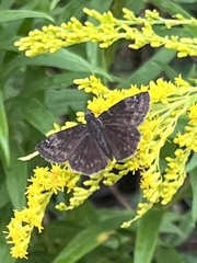 Erynnis baptisiae