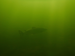 Salmo salar