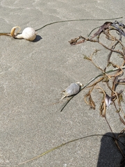 Emerita analoga