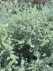 Atriplex canescens