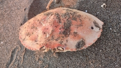 Metacarcinus magister