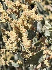 Atriplex lentiformis