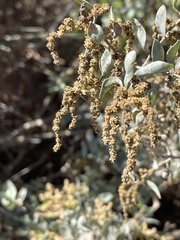 Atriplex lentiformis