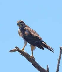 Buteo plagiatus