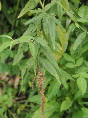 Buddleja asiatica