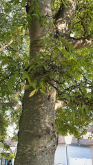 Celtis laevigata