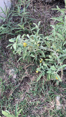 Solanum elaeagnifolium