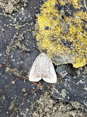 Amphipyra glabella