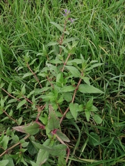 Lopezia racemosa