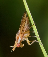 Limnia conica