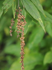 Buddleja asiatica