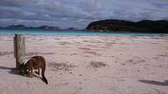 Macropus fuliginosus