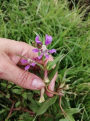 Lopezia racemosa
