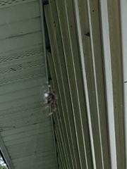 Neoscona domiciliorum