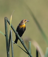 Xanthocephalus xanthocephalus