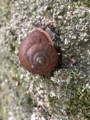 Neohelix albolabris