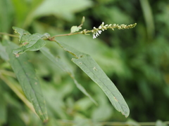 Buddleja asiatica