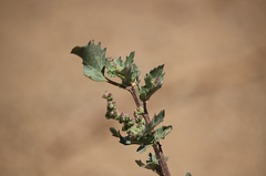 Chenopodiastrum murale