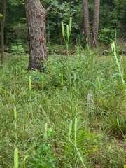 Lilium philippinense