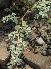 Euphorbia pediculifera