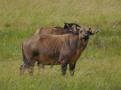 Syncerus caffer nanus