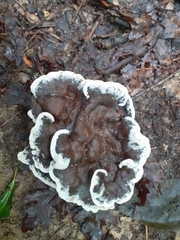 Phellodon niger