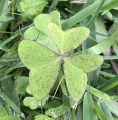 Oxalis latifolia