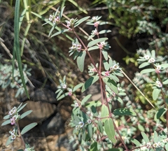 Euphorbia pediculifera