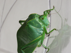 Steirodon