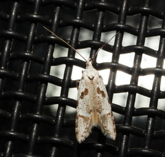 Oxythecta hieroglyphica