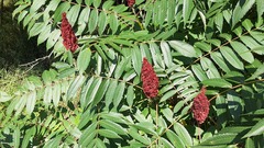 Rhus typhina