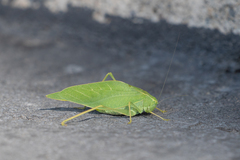Microcentrum rhombifolium