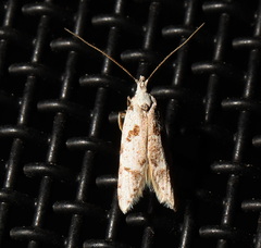 Oxythecta hieroglyphica