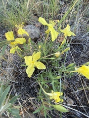 Oenothera hartwegii