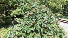 Rhus typhina