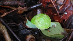 Dyakia chlorosoma