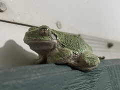 Hyla versicolor
