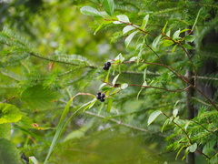 Aronia melanocarpa