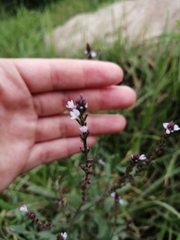 Verbenaceae