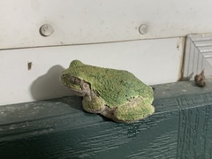 Hyla versicolor