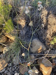 Eriogonum tenellum