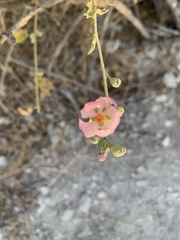 Malacothamnus fasciculatus