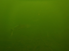 Salmo salar
