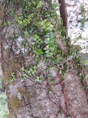 Metrosideros diffusa