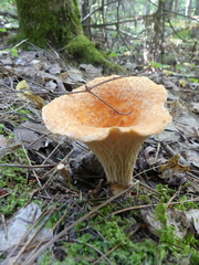 Turbinellus floccosus